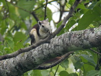 Variable Squirrel  - Khao Yai NP
