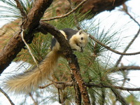 Variable Squirrel  - Nam Nao NP