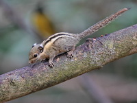 Western Striped Squirrel  - Kaeng Krachan NP