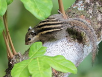 Western Striped Squirrel  - Khao Sok NP
