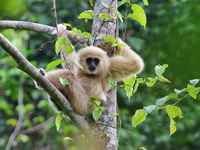 White-handed Gibbon  - Kaeng Krachan NP