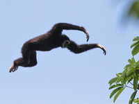 White-handed Gibbon  - Kaeng Krachan NP