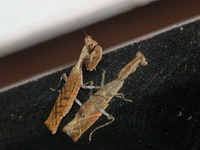 Acromantis gestri - female  - Kaeng Krachan NP