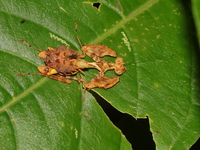 Citharomantis falcata - female nymph  - Bang Lang NP