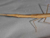 Didymocorypha lanceolata  - Baan Maka
