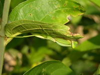 Rhombodera basalis  - Phuket