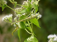 Tenodera sinensis  - Phuket
