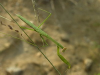 Tenodera sinensis  - Phuket