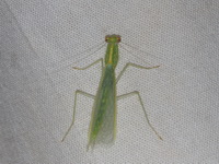 Unidentified Pliacanthopus sp  - Kui Buri NP