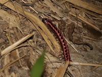 Antheromorpha uncinata  - Kanchanaburi