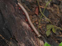 Unidentified Atopochetus sp  - Sri Phang Nga NP