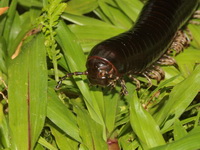 Unidentified Harpagophoridae family  - Betong