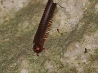 Unidentified Pachybolidae family  - Lampang