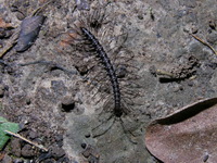 Unidentified Paradoxosomatidae family  - Khao Pu Khao Ya NP