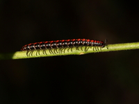 Unidentified Paradoxosomatidae family  - Doi Hua Mod