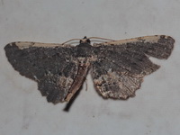 Abaciscus costimacula  - Phu Kradueng NP