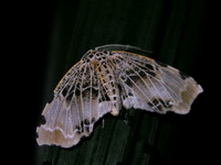 Achrosis pyrrhularia  - Phuket