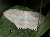 Acropteris ciniferaria  - Chonburi