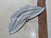 Acropteris iphiata  - Khao Luang Krung Ching NP