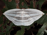 Acropteris iphiata  - Chonburi
