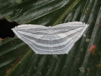Acropteris rectinervata  - Phu Wua WS