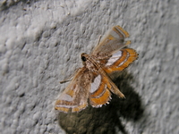 Agassiziella albidivisa  - Sri Phang Nga NP