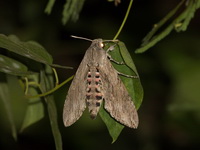 Agrius convolvuli - female  - Baan Maka