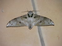 Ambulyx canescens  - Phuket
