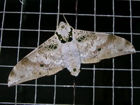 Ambulyx canescens  - Bala