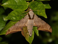 Ambulyx sericeipennis  - Khao Ramrom