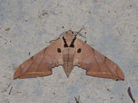 Ambulyx sericeipennis  - Kaeng Krachan NP