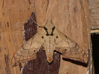 Ambulyx substrigilis  - Khao Ramrom