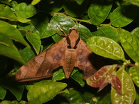 Ambulyx tattina - male  - Khao Ramrom