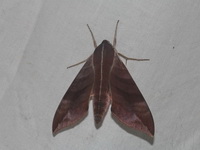 Ampelophaga rubiginosa  - Doi Phu Kha NP