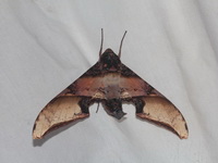 Amplypterus mansoni  - Doi Phu Kha NP