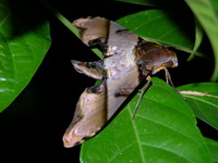 Amplypterus panopus  - Phuket