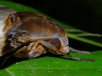 Amplypterus panopus  - Phuket
