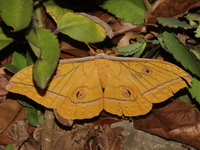 Antheraea helferi - female  - Kaeng Krachan NP