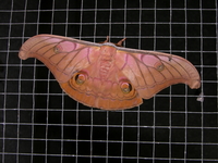 Antheraea helferi - male  - Bala