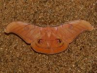 Antheraea helferi - male  - Khao Ramrom