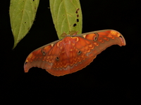 Antheraea larissa - male  - Bala