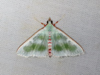 Arthroschista tricoloralis  - Bang Lang NP