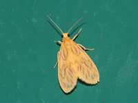 Asura fulguritis - male  - Bala