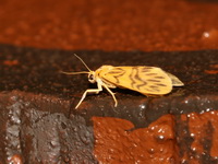 Asura fulguritis - male  - Khao Ramrom