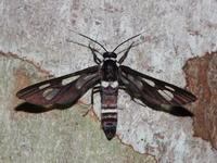 Auriculoceryx basalis  - Betong