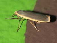 Brunia sarawaca - female  - Bala