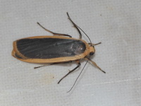 Brunia sarawaca - female  - Bala