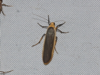 Brunia sarawaca - female  - Doi Tung