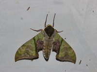 Callambulyx amanda  - Kaeng Krachan NP
