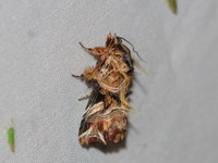 Callopistria nobilior  - Kaeng Krachan NP